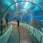 Barcelona Aquarium: Fascinating and Educational