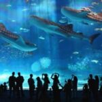 Barcelona Aquarium's Oceanarium: Underwater Wonder