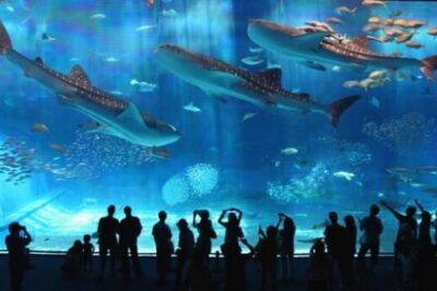 Barcelona Aquarium's Oceanarium: Underwater Wonder