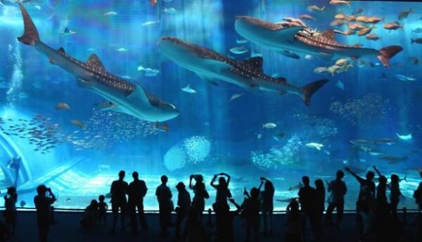 Barcelona Aquarium's Oceanarium: Underwater Wonder 2025