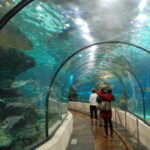 L'Aquarium de Barcelona: A Must-Visit Marine Attraction in Port Vell, Spain