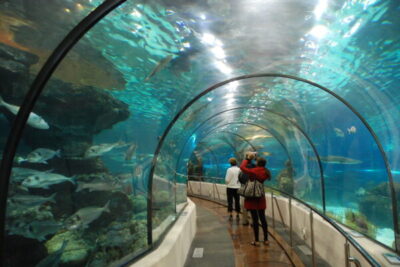 L'Aquarium de Barcelona: A Must-Visit Marine Attraction in Port Vell, Spain