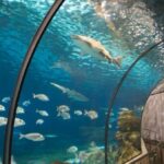 L'Aquàrium de Barcelona: A Popular Tourist Attraction and one of Europe's Largest Aquariums, Showcasing an Array of Marine Life