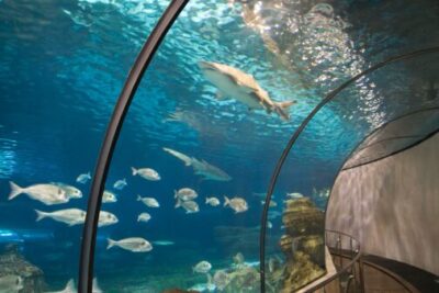 L'Aquàrium de Barcelona: A Popular Tourist Attraction and one of Europe's Largest Aquariums, Showcasing an Array of Marine Life