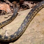 Exploring Montserrat: Are There Snakes Lurking in the Mountains?
