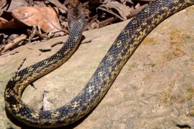 Exploring Montserrat: Are There Snakes Lurking in the Mountains?