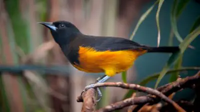 The Majestic National Animal of Montserrat Revealed: Discover the Pride and Symbolism Behind It!