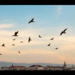 Swallows of Barcelona