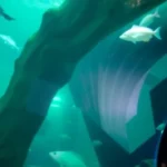 Barcelona Aquarium: Explore the Underwater World
