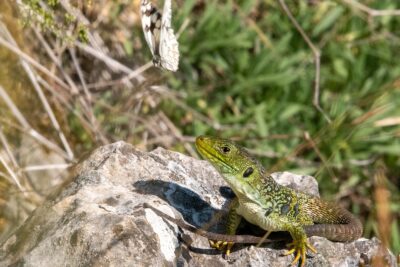 España: Un país diverso con una rica historia, hermosos paisajes y deliciosa comida 2026