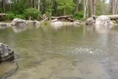 Parque Omega en Canadá un zoológico único entre Montreal y Ottawa 2025 Parque Omega en Canadá un zoológico único entre Montreal y Ottawa 2025