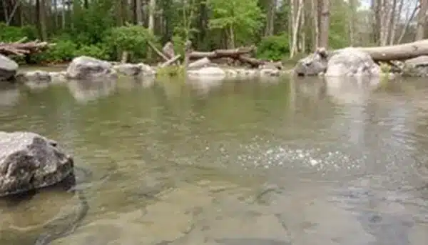 Parque Omega en Canadá un zoológico único entre Montreal y Ottawa 2025