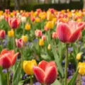 Festival de Tulipanes en Ottawa 2023: consejos y lugares para ver jardines