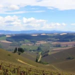 Las regiones vinícolas más hermosas de Francia