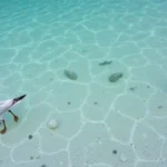 Mergullos en Sipadan Borneo Malasia