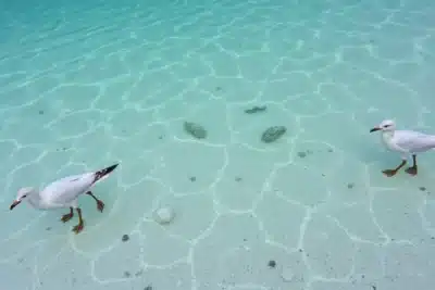 Mergullos en Sipadan Borneo Malasia 2025 Mergullos en Sipadan Borneo Malasia 2025