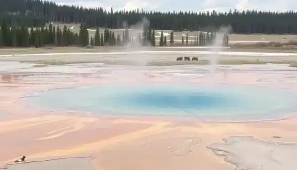 Visita al parque de Yellowstone: nuestra experiencia y qué ver 2025
