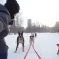 Mushing en Toronto: aventura de invierno en trineo de perros