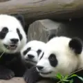 Visita el Centro de Conservación de Osos Pandas en Chengdu