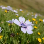 Cuándo ver los cerezos en flor en Valle del Jerte 2025